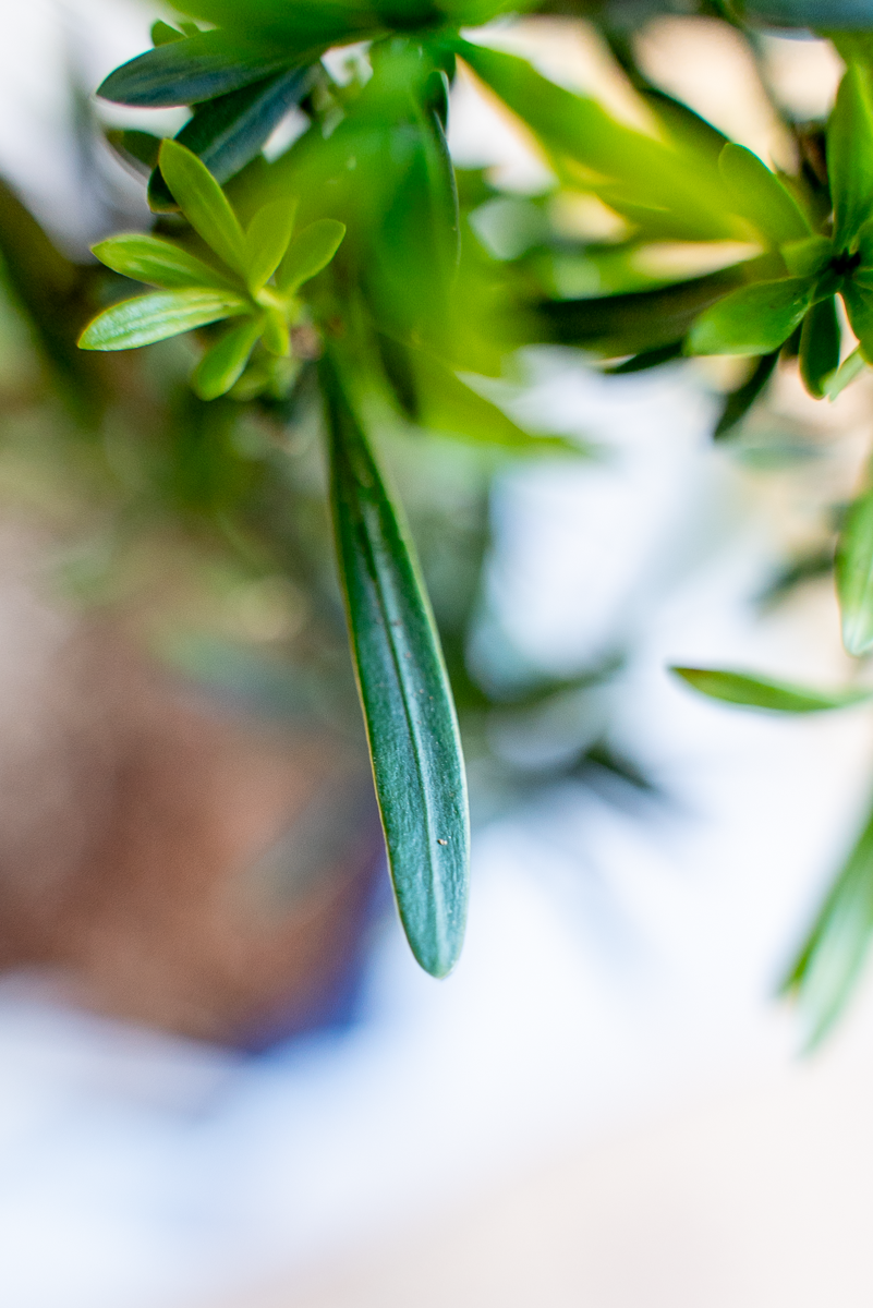 Podocarpus Bonsai