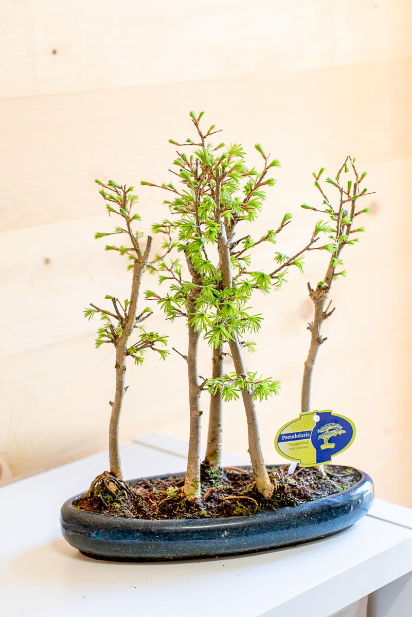 Pseudolarix Bonsai