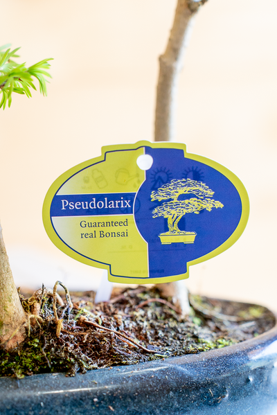 Pseudolarix Bonsai