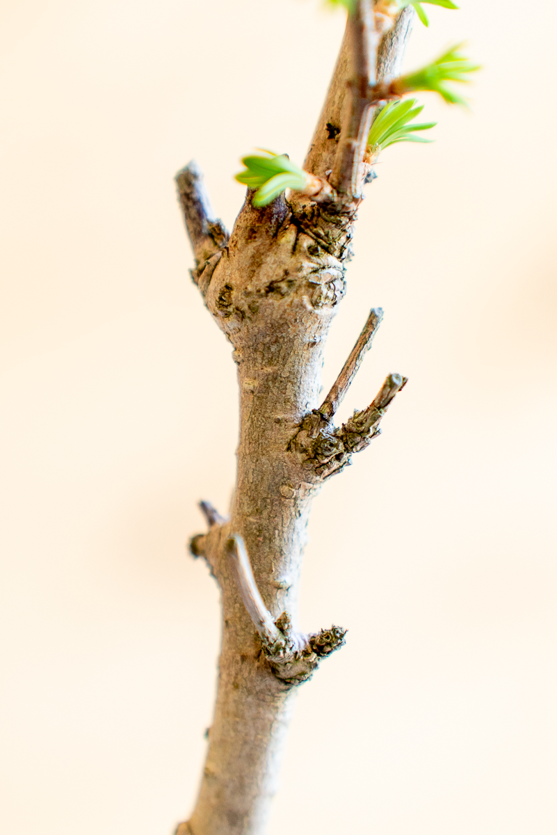 Pseudolarix Bonsai