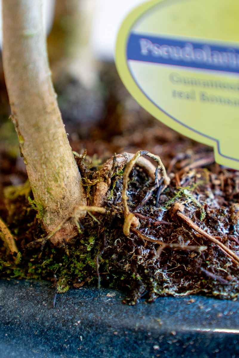 Pseudolarix Bonsai