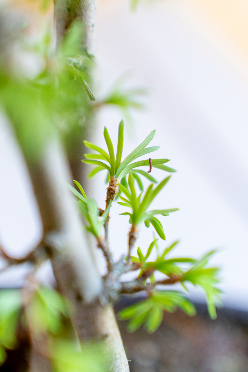 Pseudolarix Bonsai