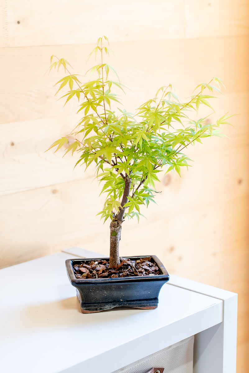 Acero Bonsai