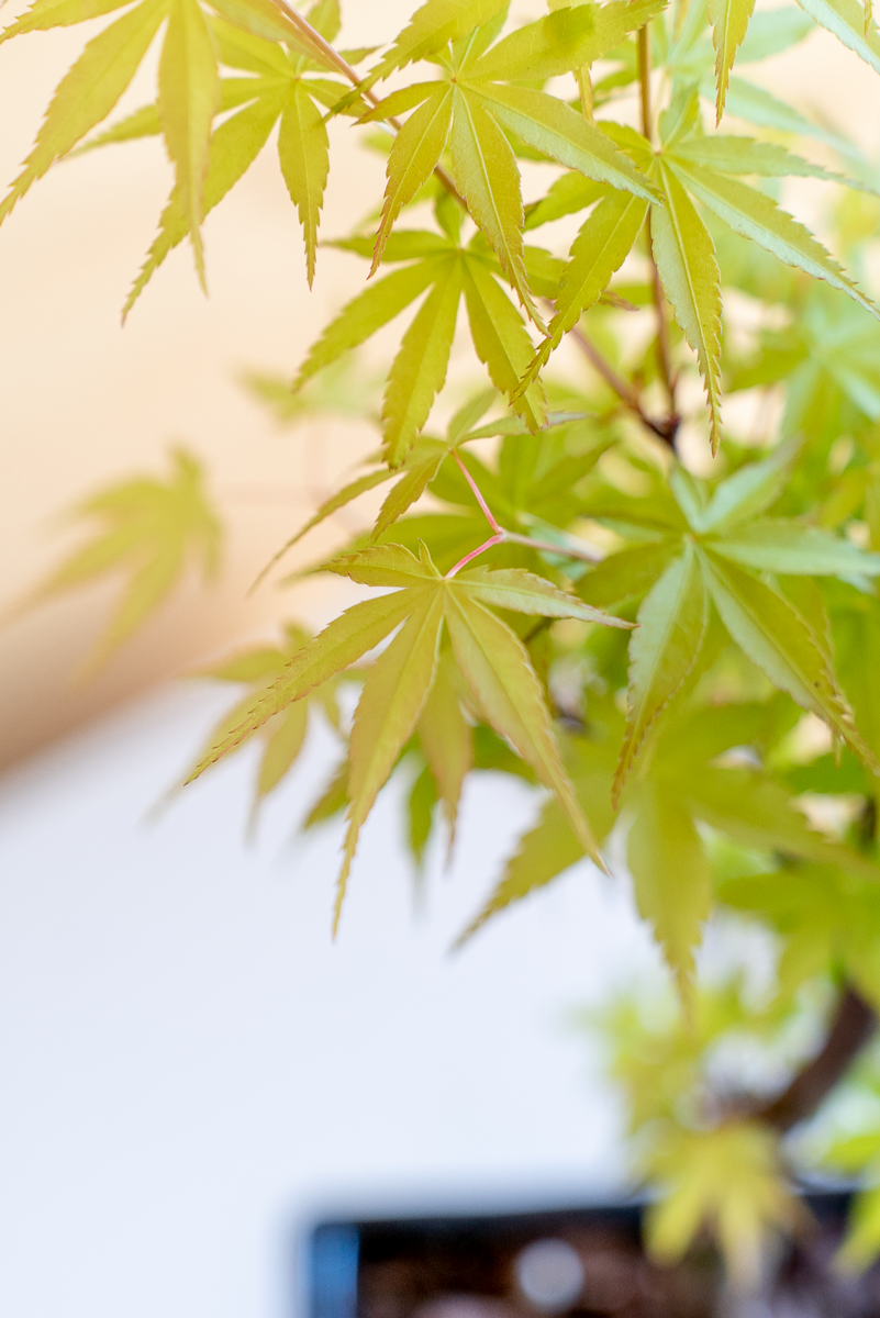 Acero Bonsai