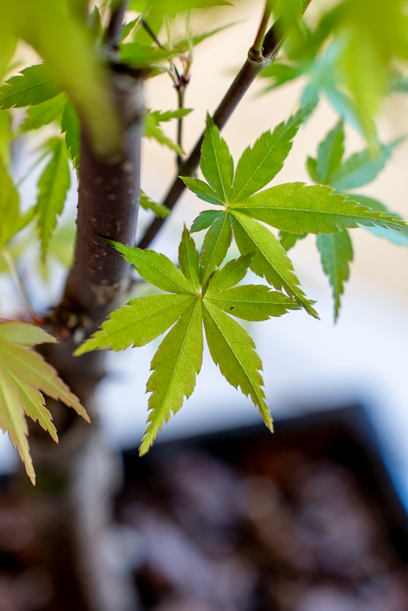 Acero Bonsai