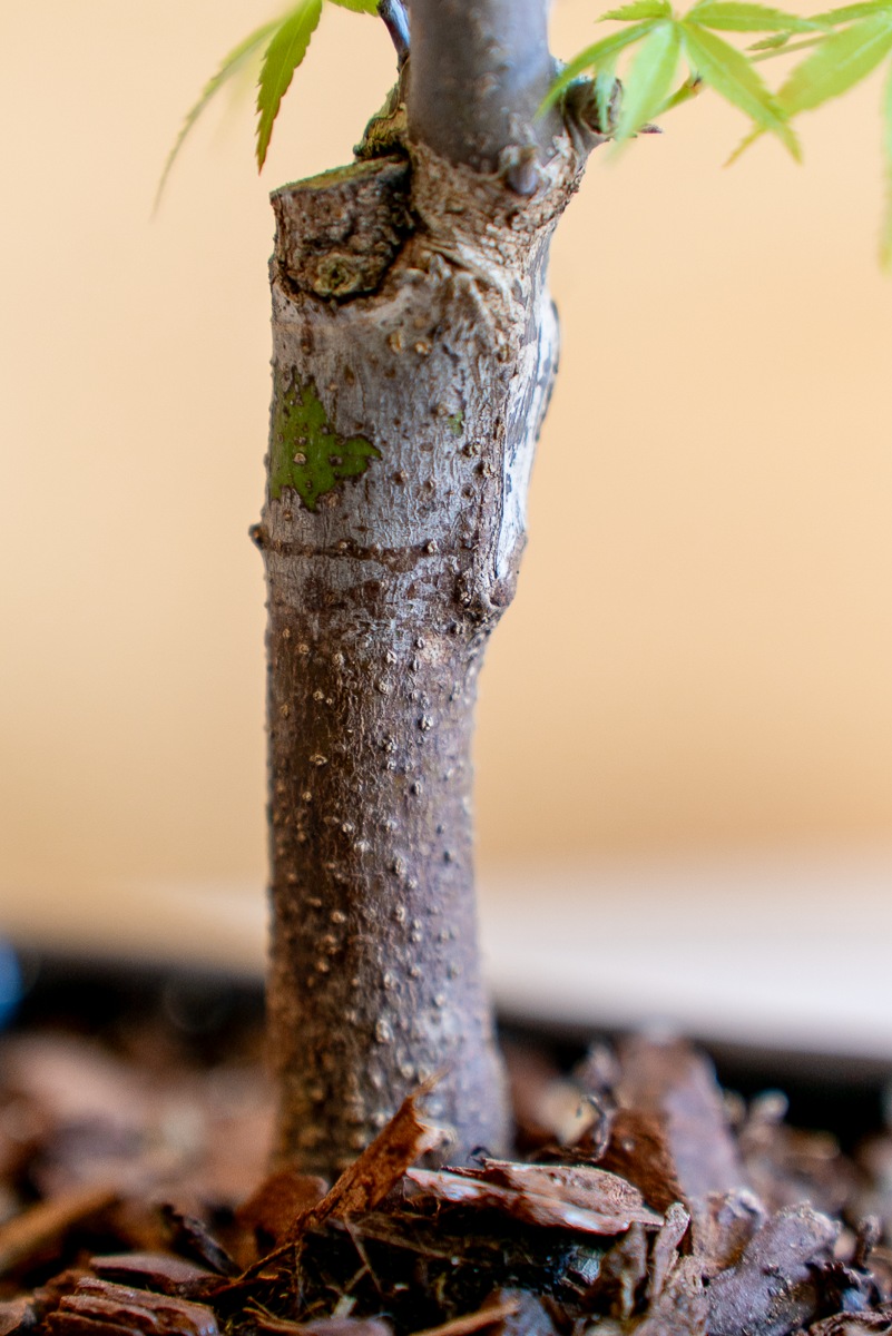 Acero Bonsai