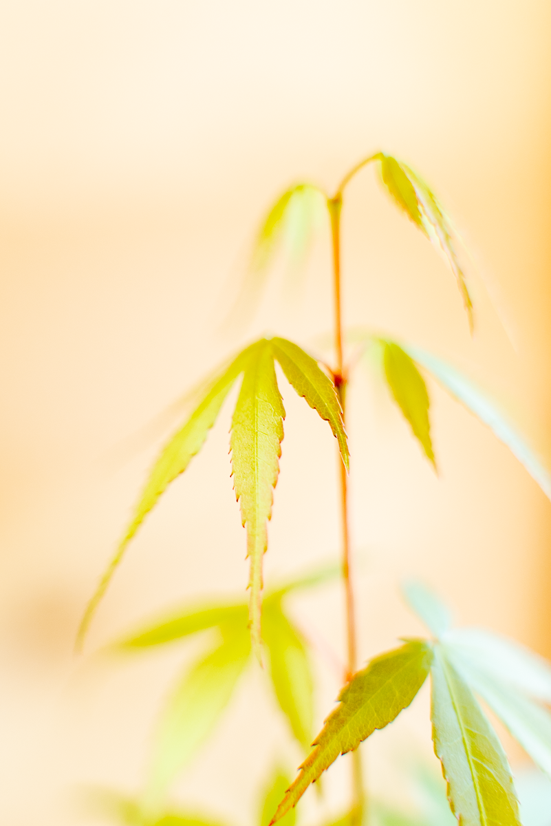 Acero Bonsai