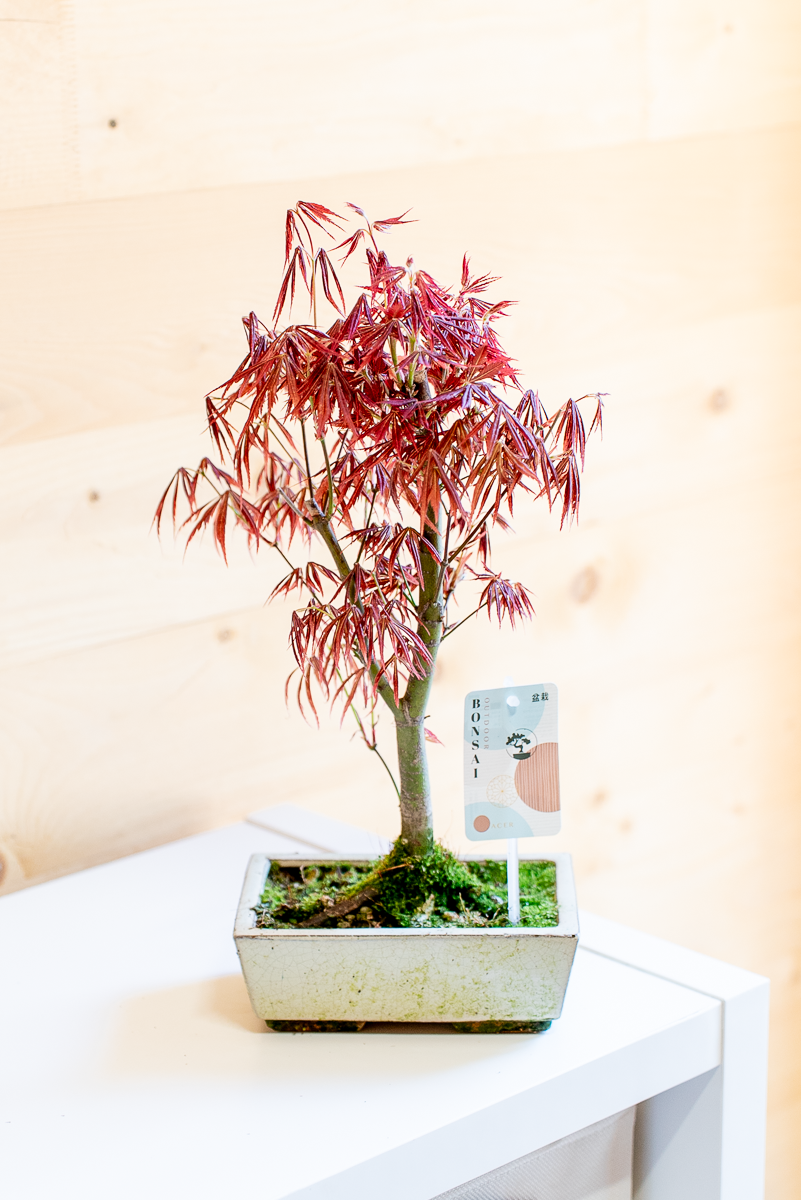 Acero Bonsai