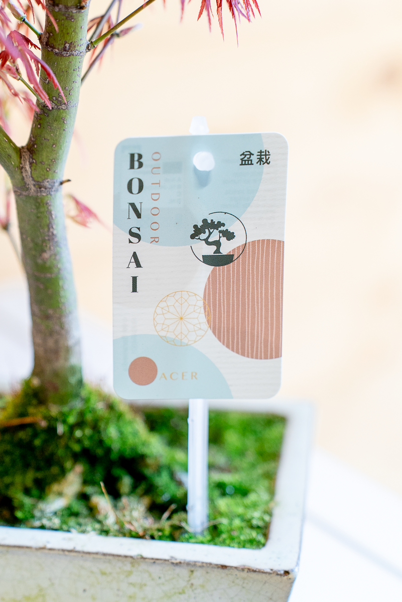 Acero Bonsai