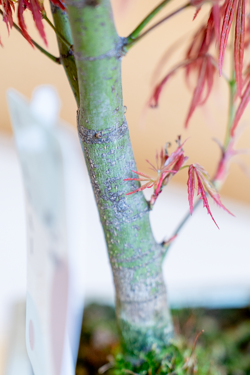 Acero Bonsai