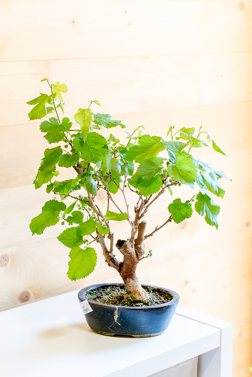 Gelso Bonsai
