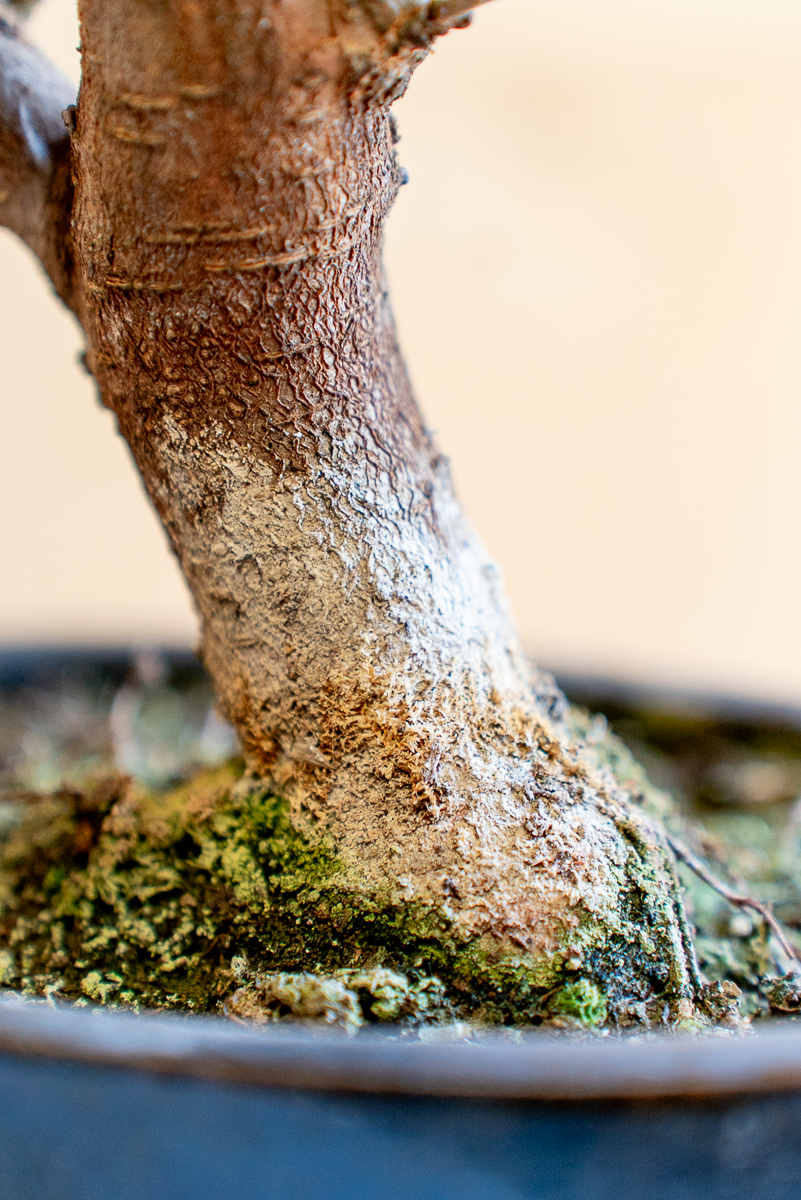 Gelso Bonsai