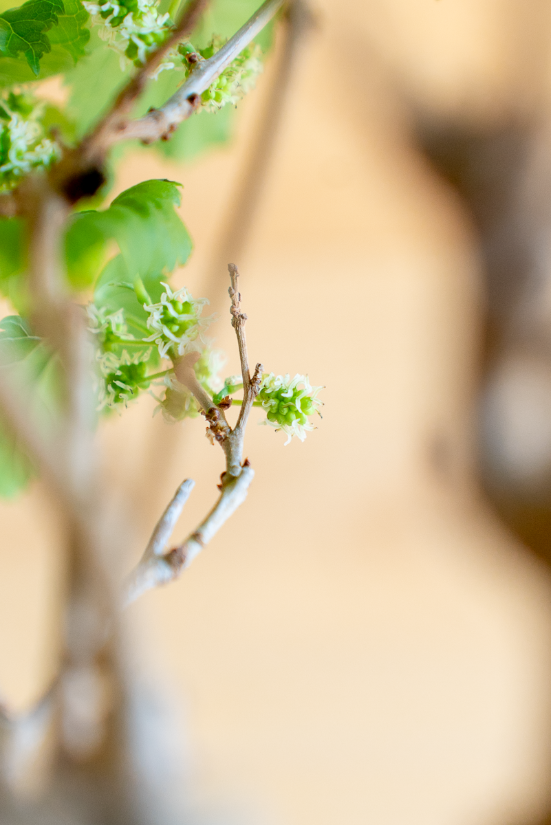 Gelso Bonsai