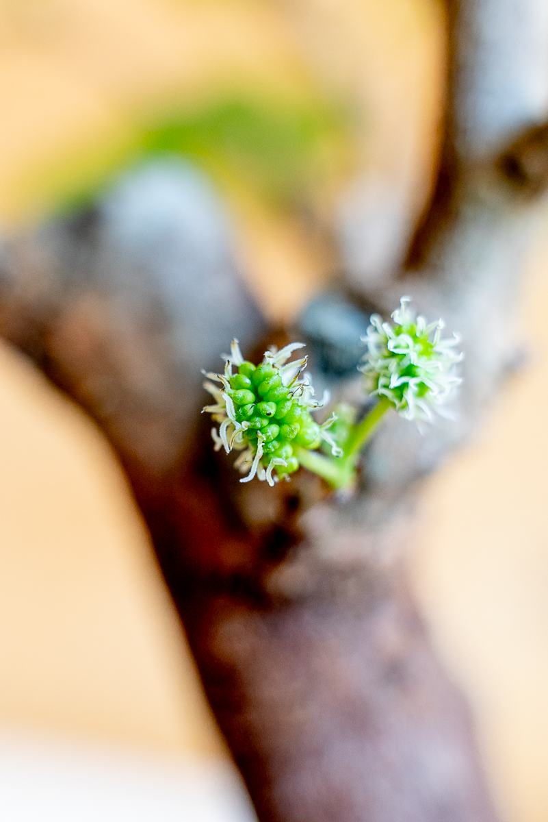 Gelso Bonsai