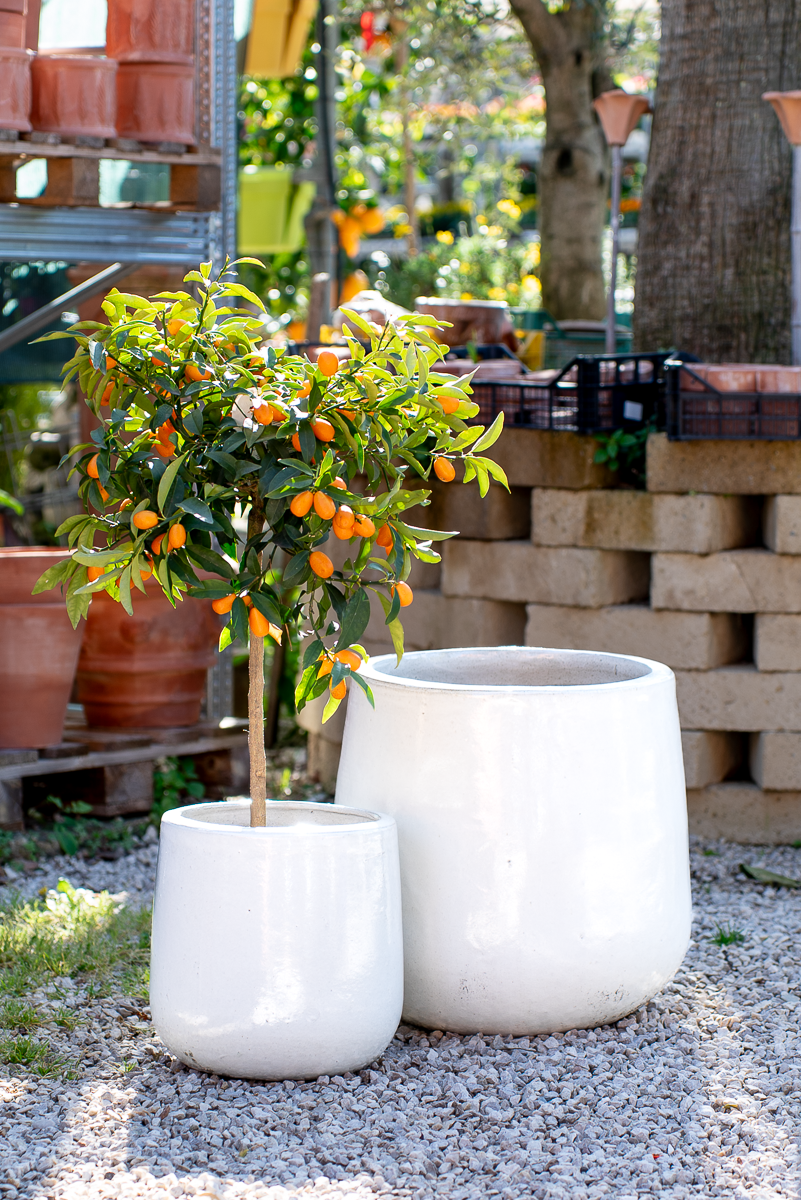 Vaso Nha Trang Falling White