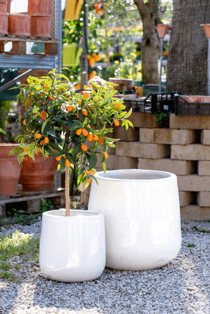 Vaso Nha Trang Falling White