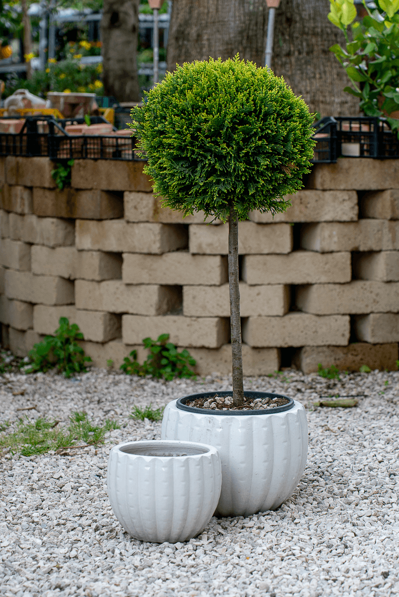Cachepot Virgo Antique White