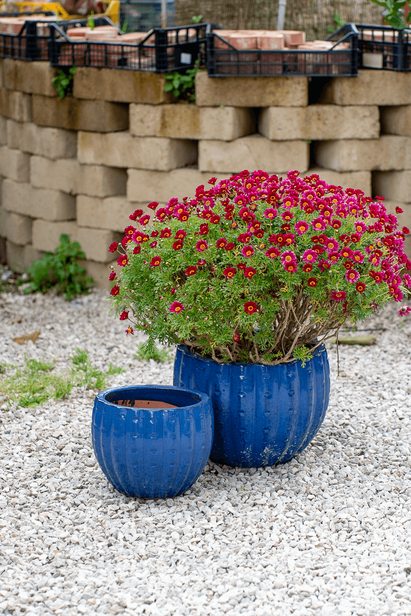 Cachepot Virgo Blu Egizio