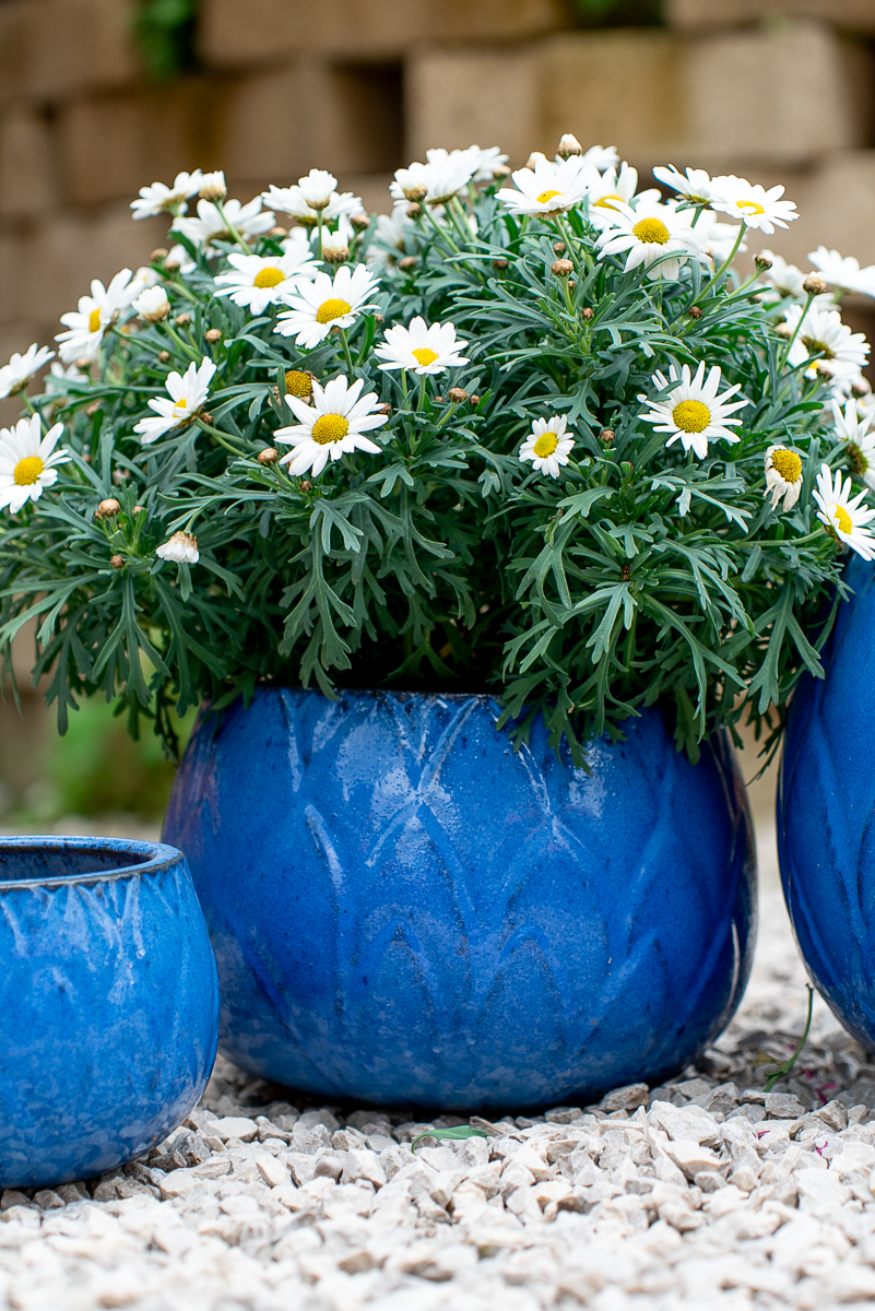 Cachepot Loto Blu Egizio