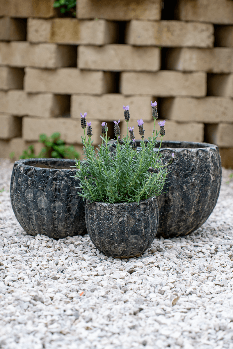 Cachepot Virgo Antracite