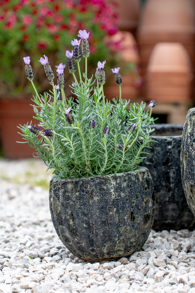 Cachepot Virgo Antracite