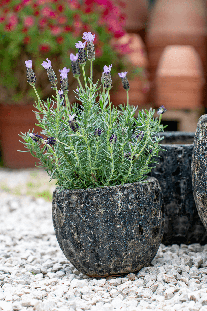 Cachepot Virgo Antracite
