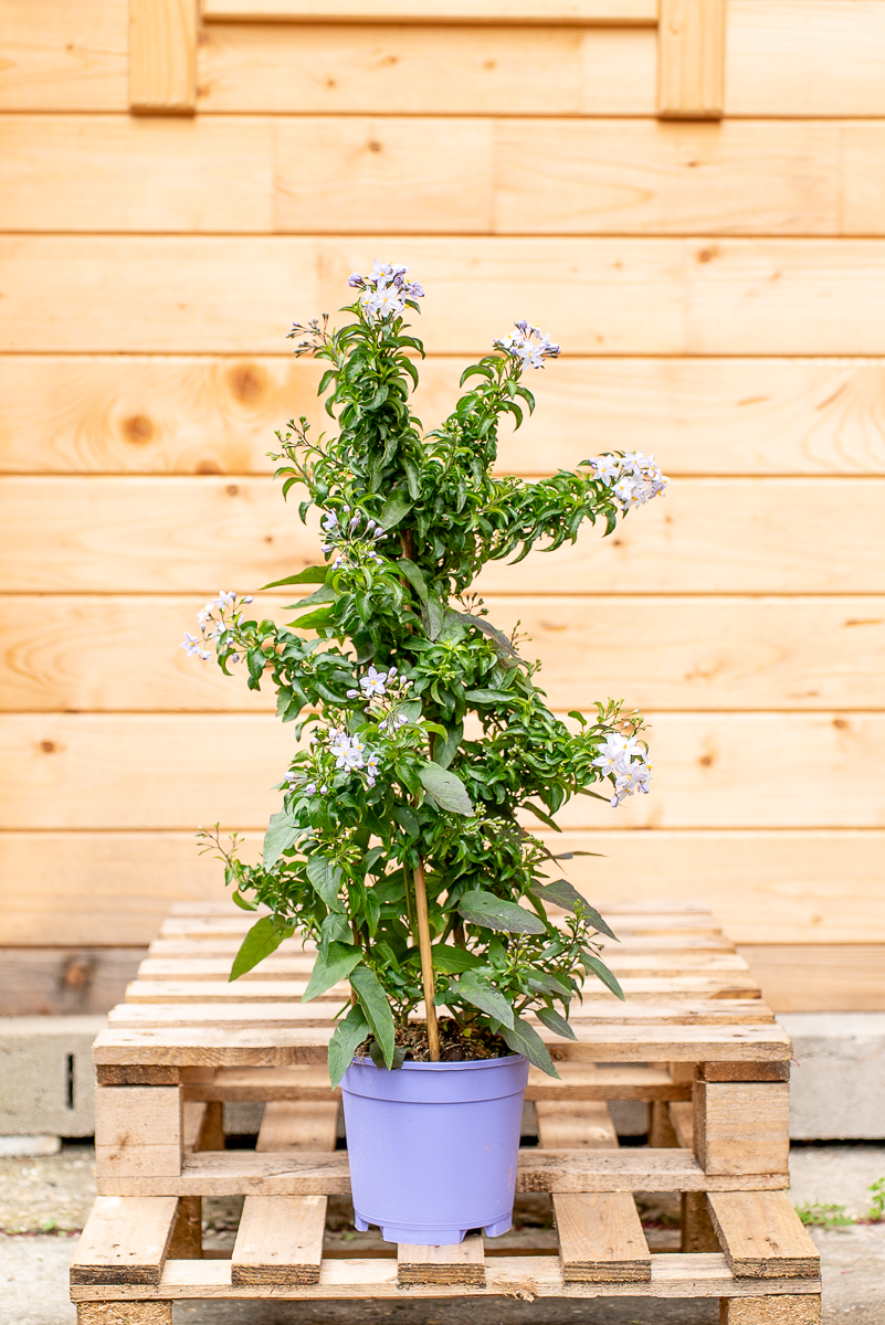 Solanum Jasminoides