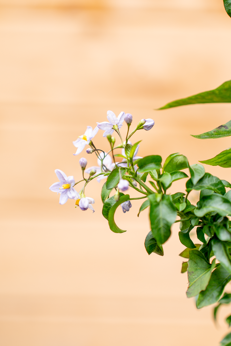 Solanum Jasminoides