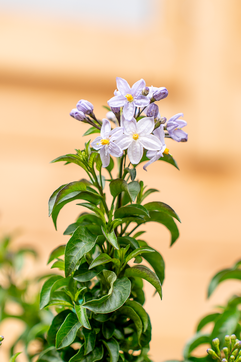 Solanum Jasminoides