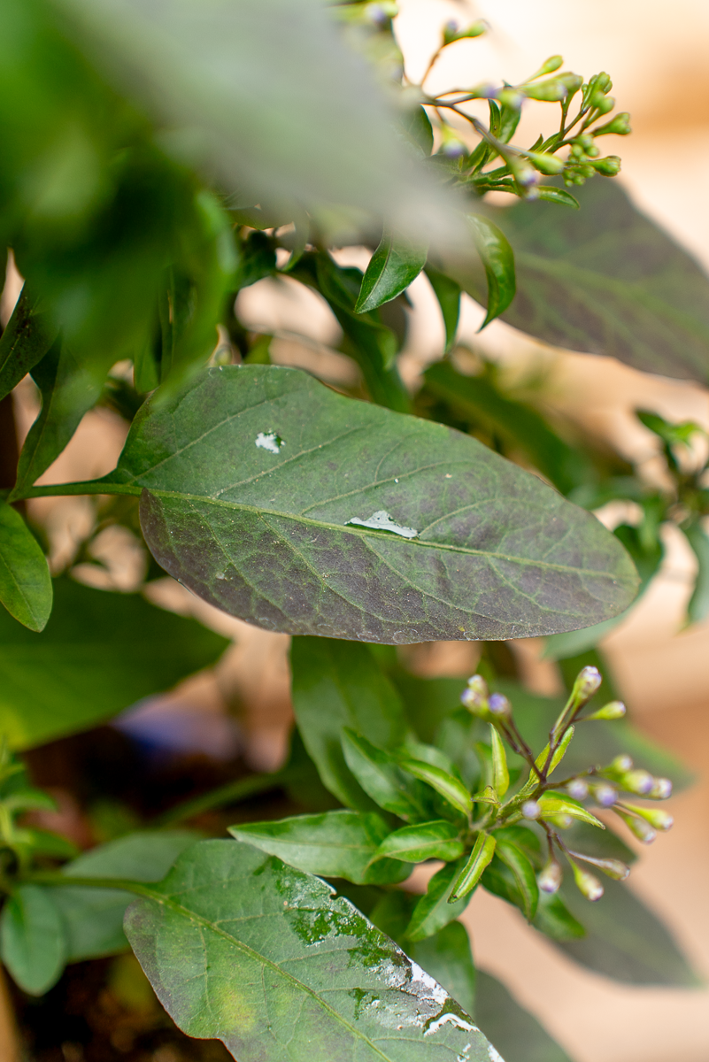Solanum Jasminoides