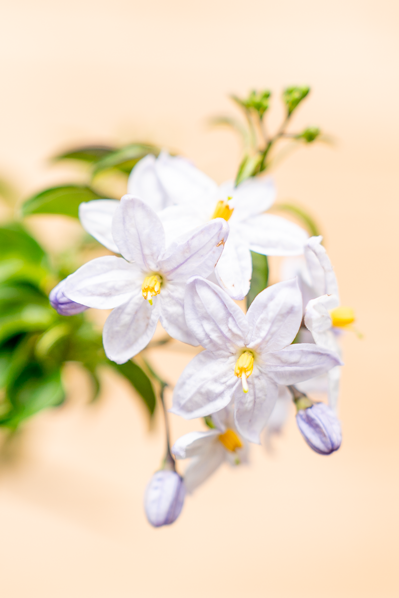 Solanum Jasminoides