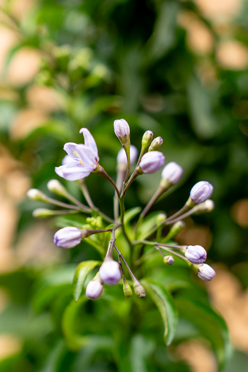 Solanum Jasminoides