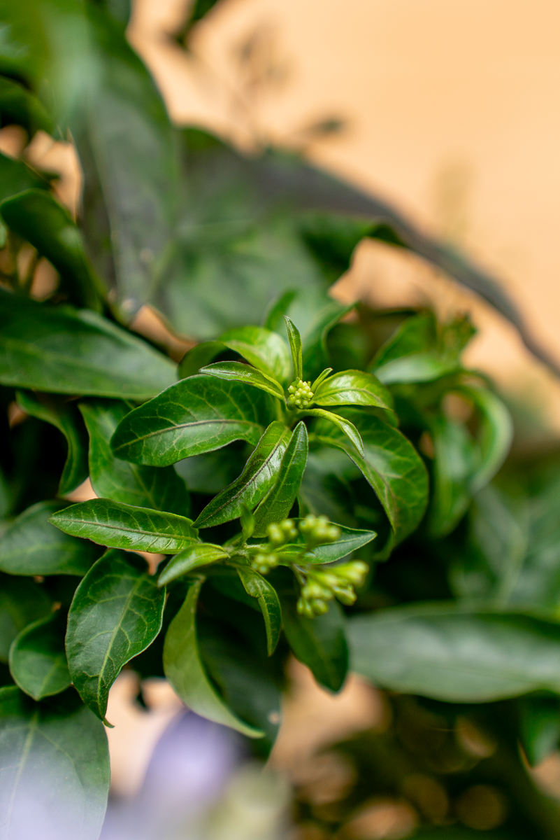 Solanum Jasminoides