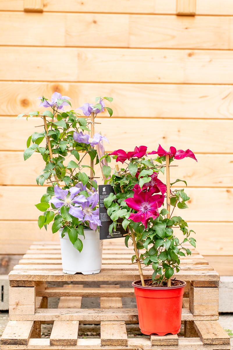 Clematis In Varietà