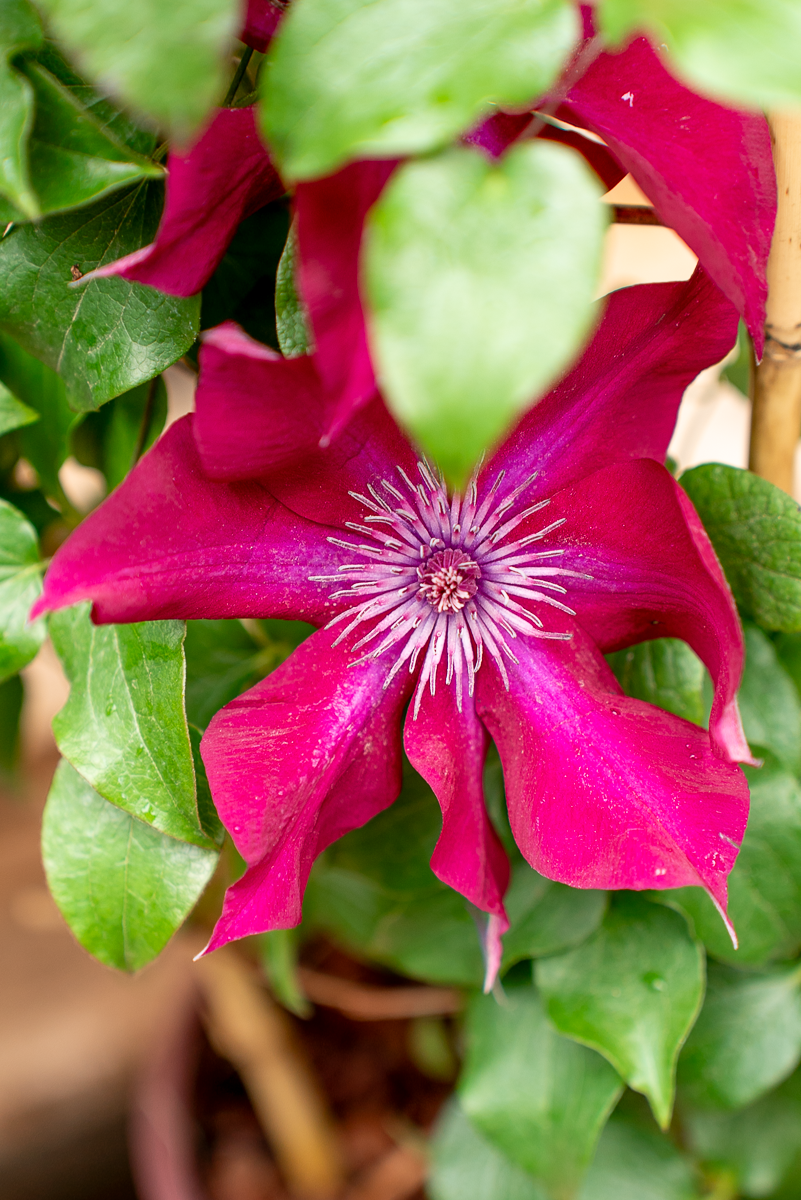 Clematis In Varietà