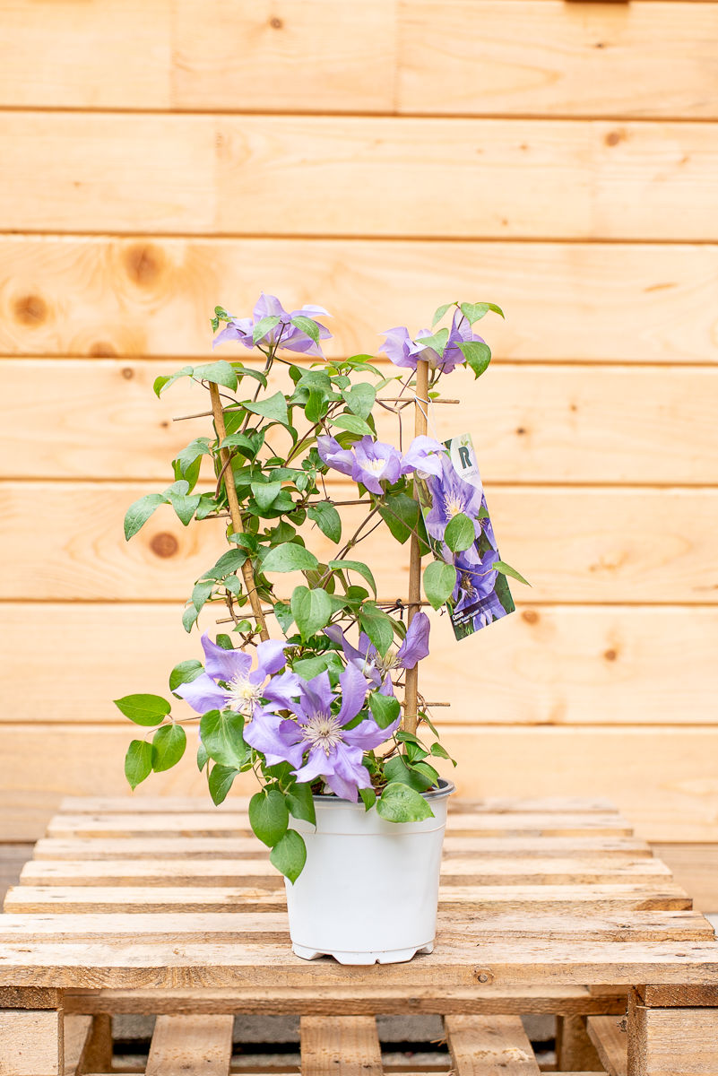 Clematis In Varietà
