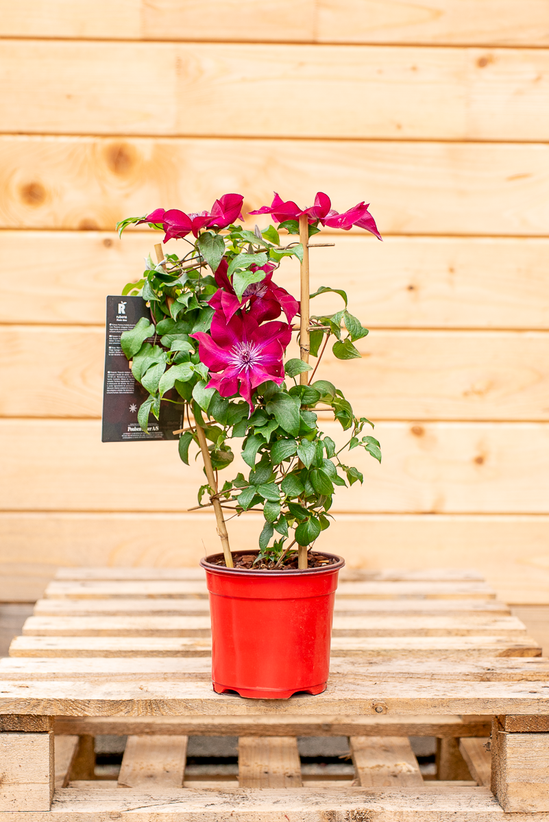 Clematis In Varietà