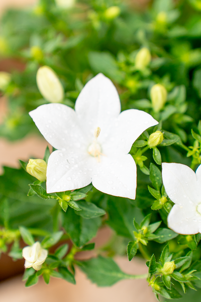 Campanula Portenschlagiana