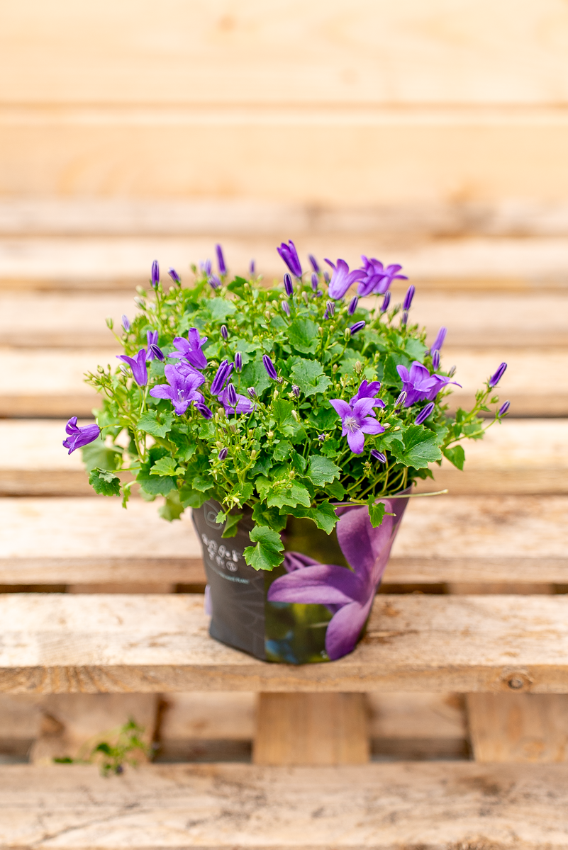 Campanula Portenschlagiana