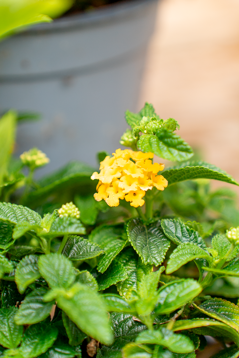 Lantana Camara