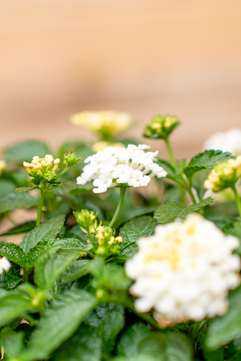 Lantana Camara