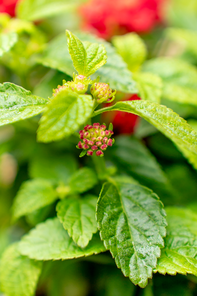 Lantana Camara