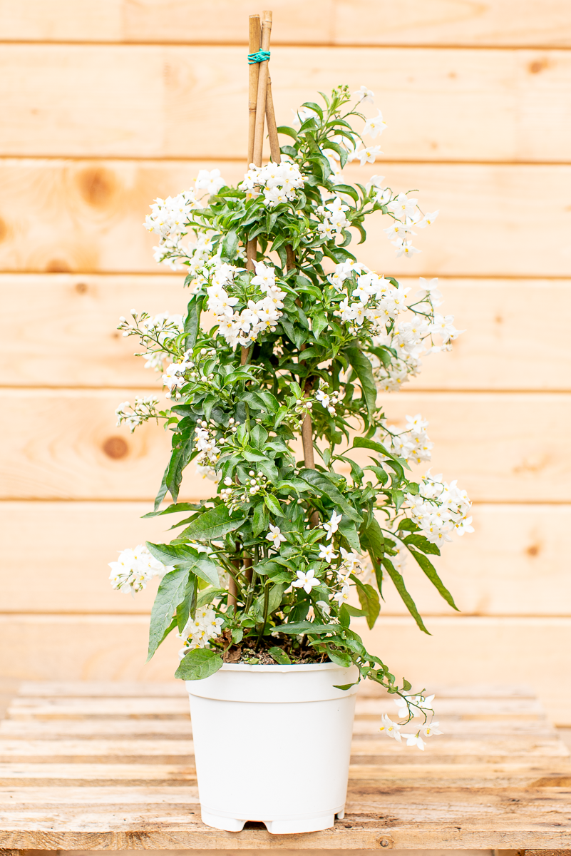 Solanum Jasminoides