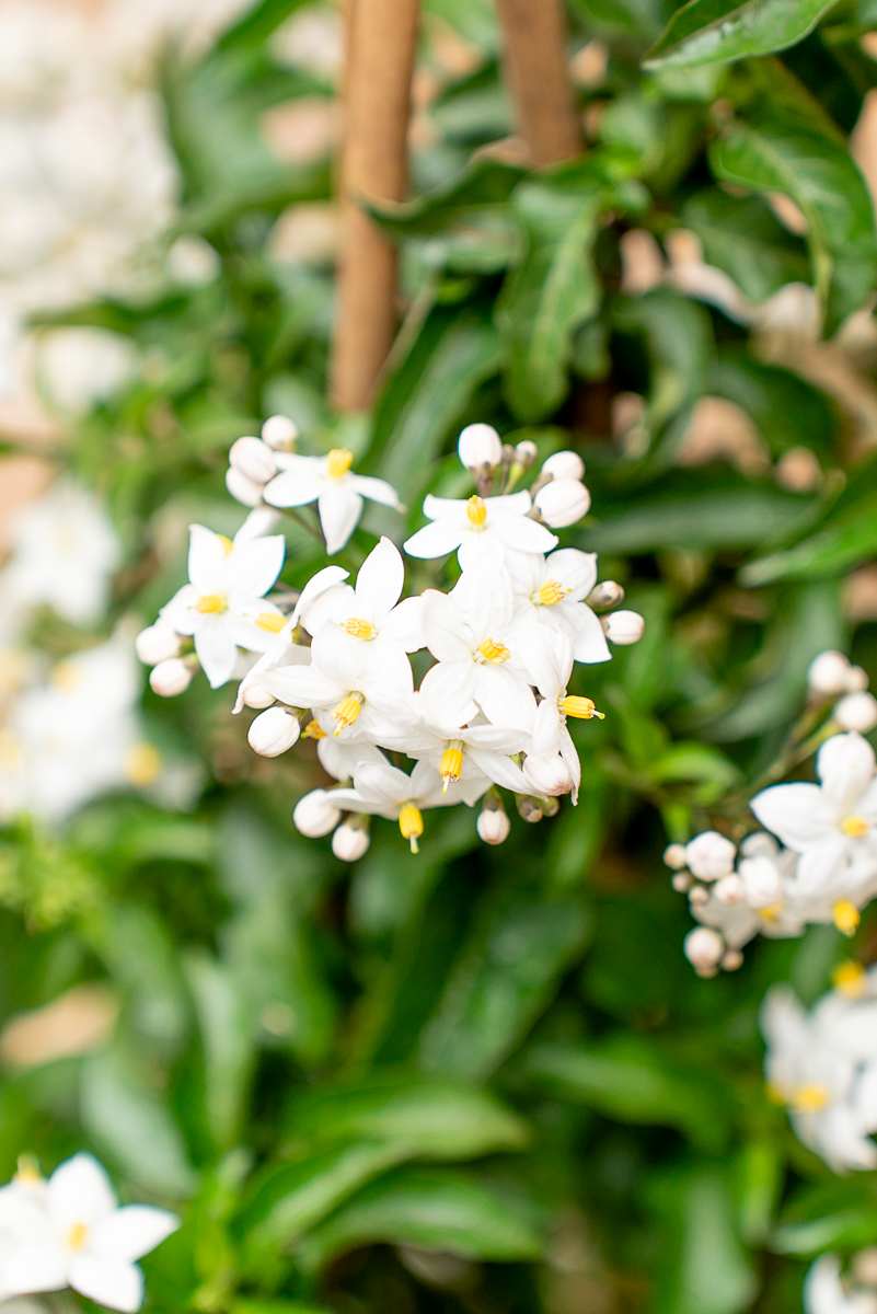 Solanum Jasminoides