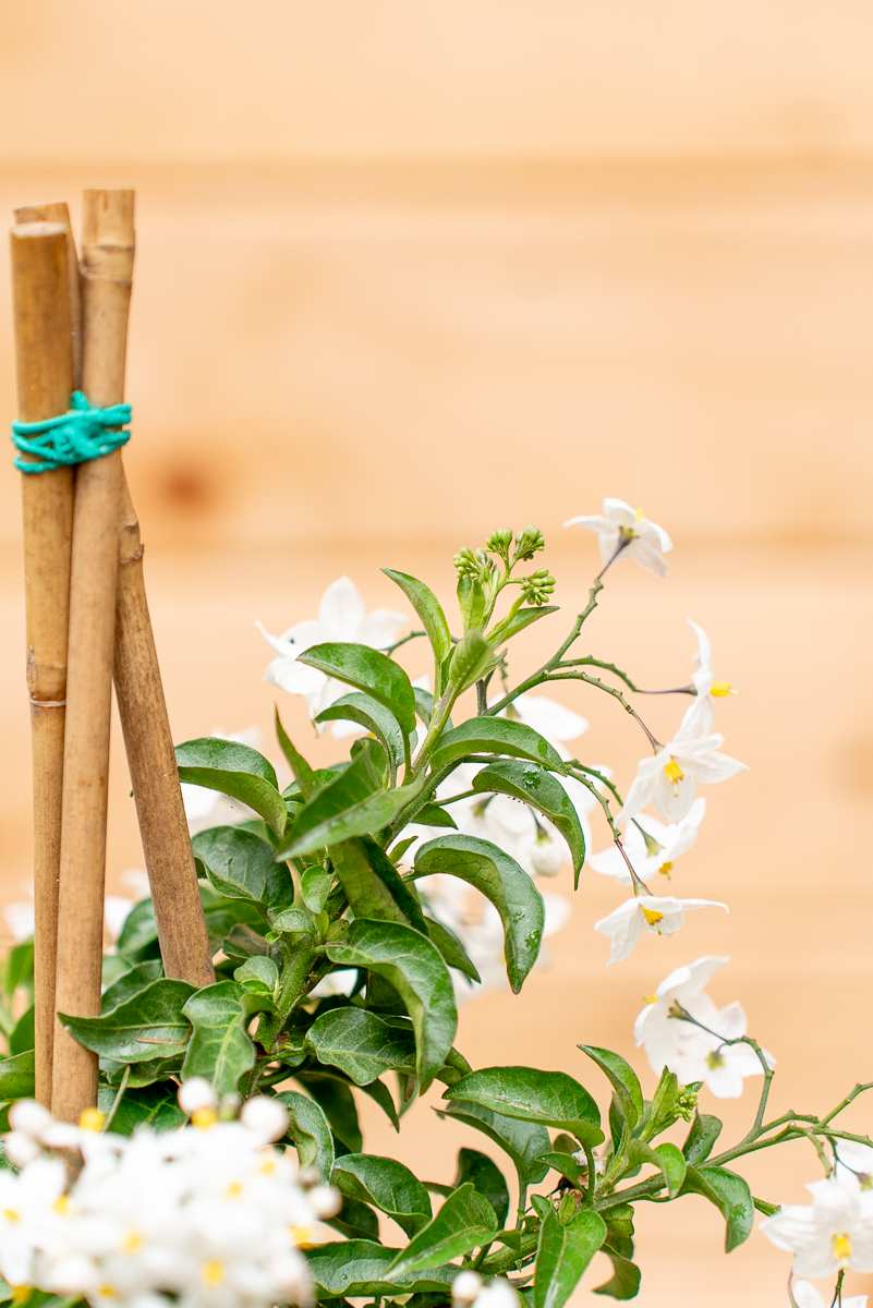 Solanum Jasminoides