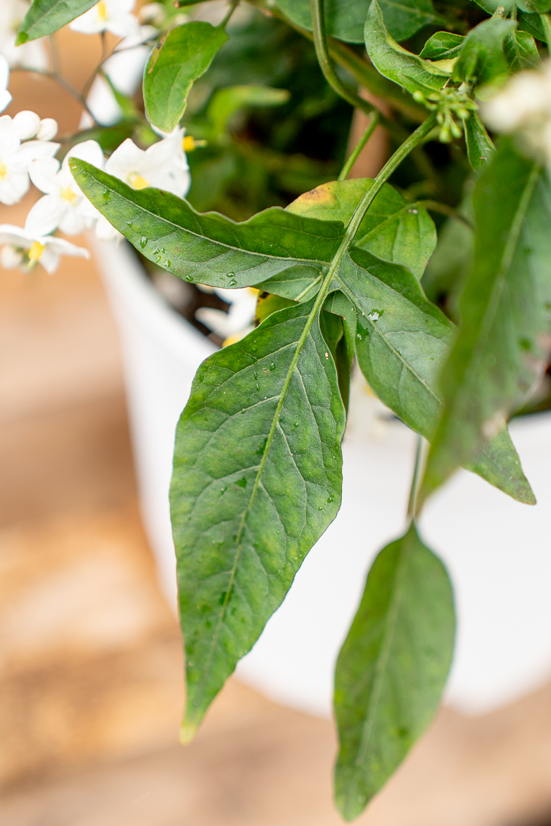 Solanum Jasminoides