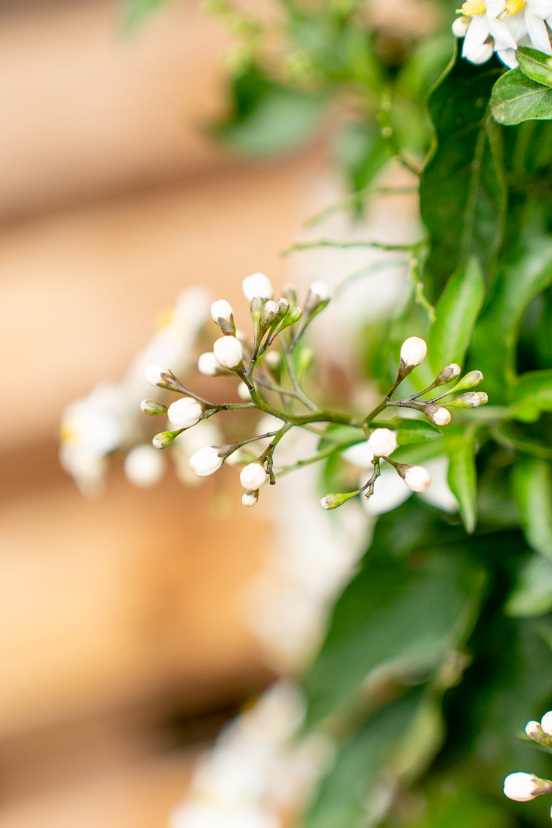 Solanum Jasminoides