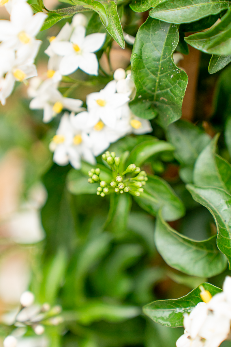 Solanum Jasminoides