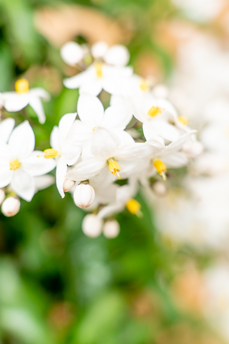 Solanum Jasminoides