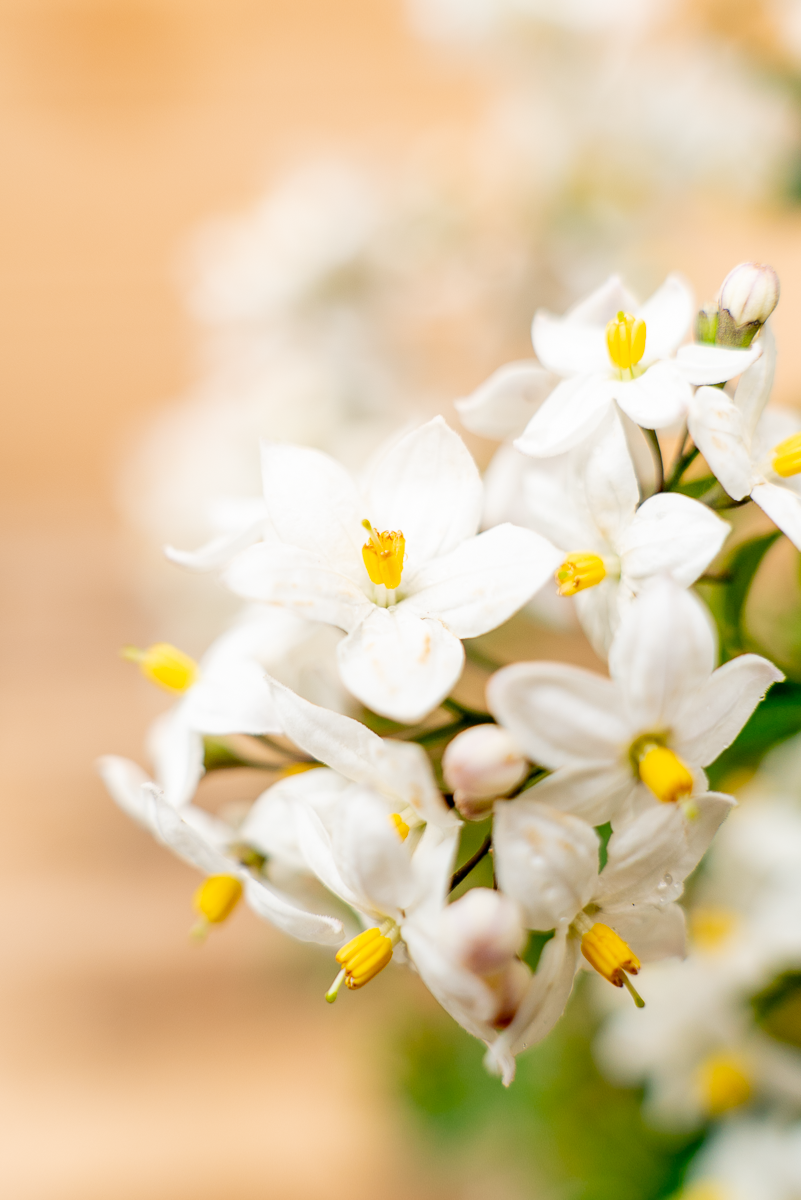 Solanum Jasminoides